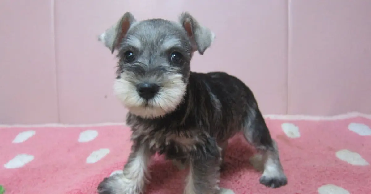 ミニチュア・シュナウザーの子犬販売ページ | 子犬販売のマイケル 