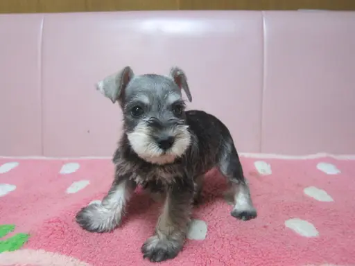 ミニチュア・シュナウザーの子犬販売ページ | 子犬販売のマイケル