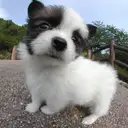 パピヨン
papillon124-1
Papillon