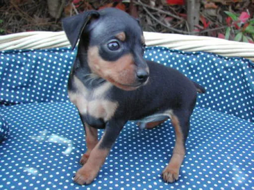 ミニチュア・ピンシャーの子犬販売