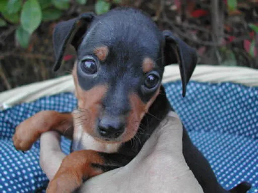 ミニチュア・ピンシャーの子犬販売