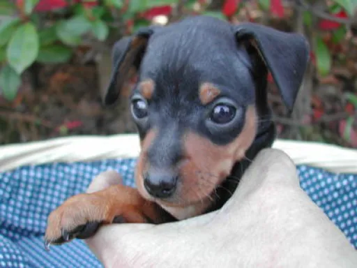 ミニチュア・ピンシャーの子犬販売