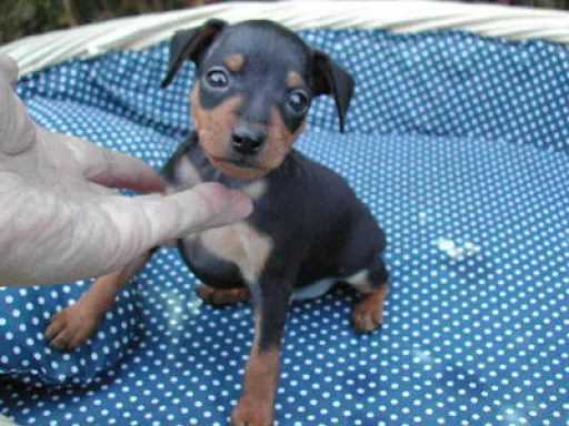 ミニチュア・ピンシャーの子犬販売