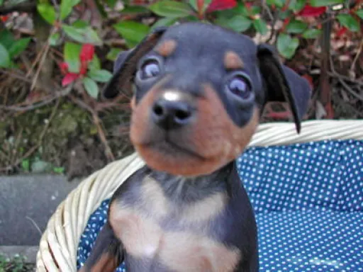 ミニチュア・ピンシャーの子犬販売