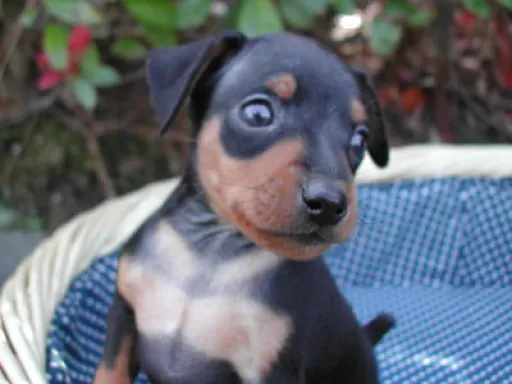 ミニチュア・ピンシャーの子犬販売