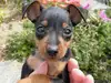 ミニチュア・ピンシャーのサムネイル画像1