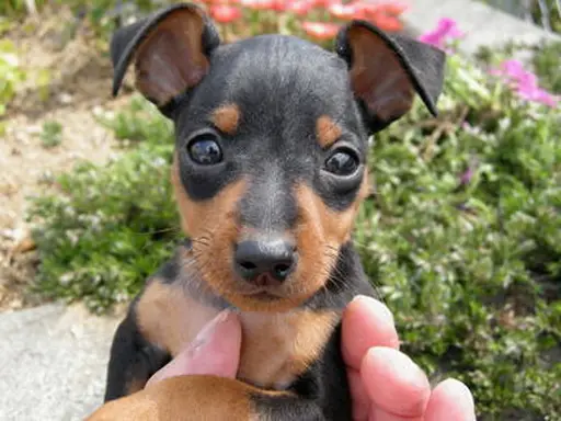 ミニチュア・ピンシャーの子犬販売