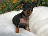 ミニチュア・ピンシャーのサムネイル画像2