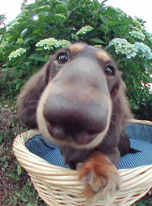 ミニチュアダックスフンド
Dachshund222-5n