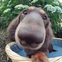 ミニチュアダックスフンド
Dachshund222-5n