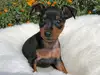 ミニチュア・ピンシャーのサムネイル画像5