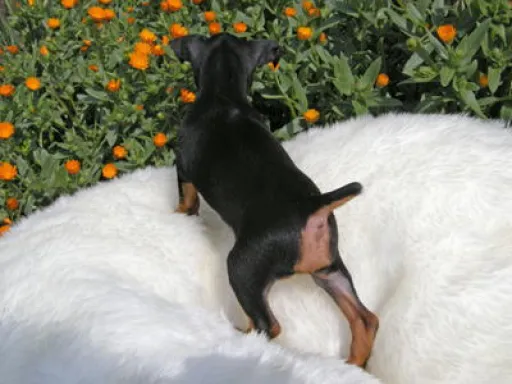 ミニチュア・ピンシャーのサムネイル画像7