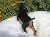 ミニチュア・ピンシャーのサムネイル画像7