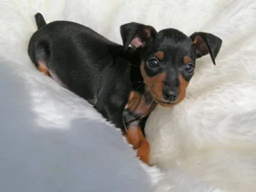 ミニチュア・ピンシャーのサムネイル画像8