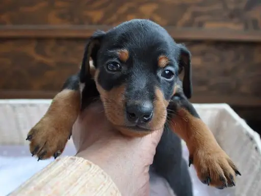 ミニチュア・ピンシャーの子犬販売