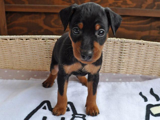 ミニチュア・ピンシャーの拡大画像