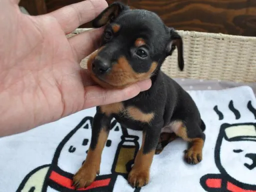 ミニチュア・ピンシャーのサムネイル画像3