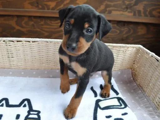 ミニチュア・ピンシャーのサムネイル画像4