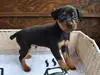 ミニチュア・ピンシャーのサムネイル画像5