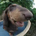 ミニチュアダックスフンド
Dachshund222-4n