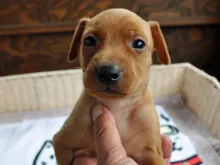 ミニチュア・ピンシャー