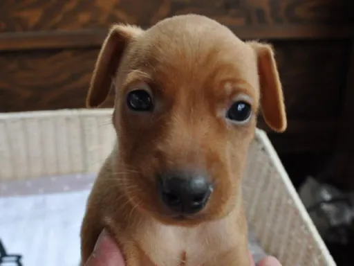 ミニチュア・ピンシャーのサムネイル画像2