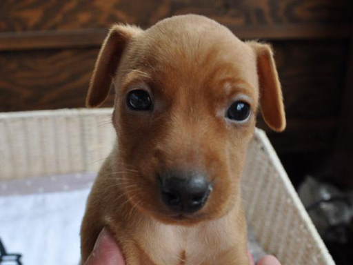 ミニチュア・ピンシャーの拡大画像