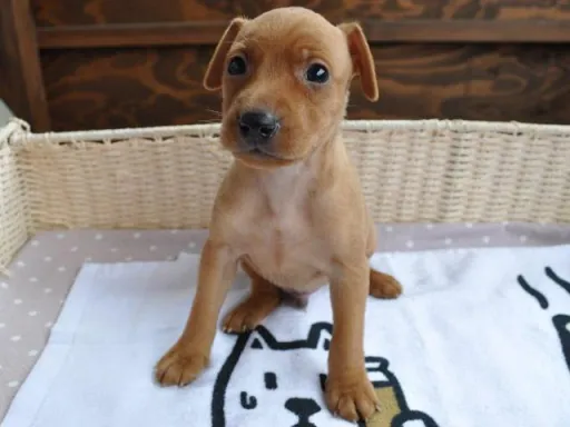 ミニチュア・ピンシャーのサムネイル画像4