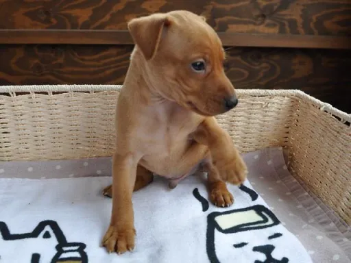 ミニチュア・ピンシャーのサムネイル画像5