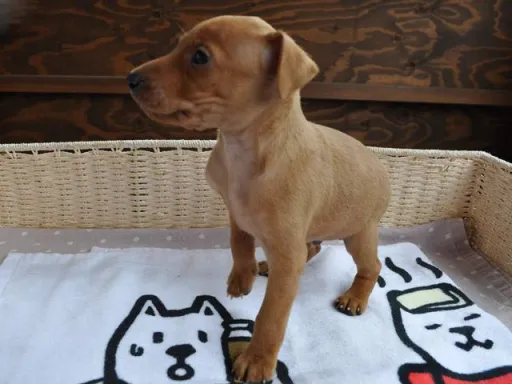 ミニチュア・ピンシャーのサムネイル画像6