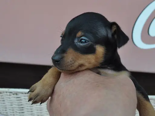 ミニチュア・ピンシャーの子犬販売