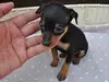 ミニチュア・ピンシャーのサムネイル画像2