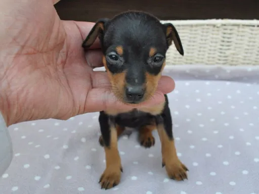 ミニチュア・ピンシャーのサムネイル画像3