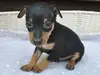 ミニチュア・ピンシャーのサムネイル画像4