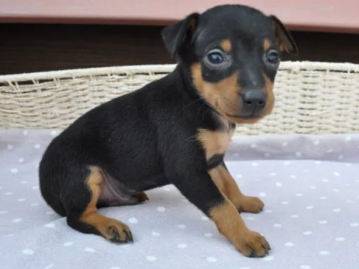 ミニチュア・ピンシャーのサムネイル画像5