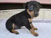 ミニチュア・ピンシャーのサムネイル画像5