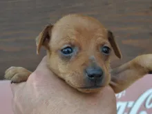 ミニチュア・ピンシャー