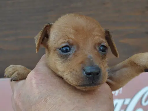 ミニチュア・ピンシャーの子犬販売