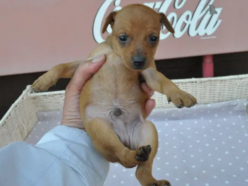 ミニチュア・ピンシャーのサムネイル画像3