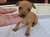 ミニチュア・ピンシャーのサムネイル画像6