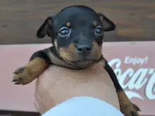 ミニチュア・ピンシャー