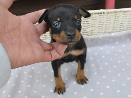 ミニチュア・ピンシャーのサムネイル画像2