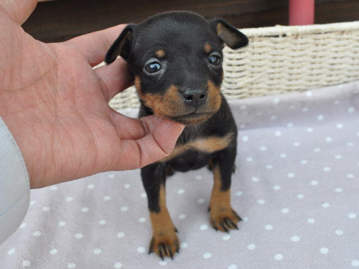 ミニチュア・ピンシャーの拡大画像