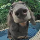 ミニチュアダックスフンド
Dachshund222-2n