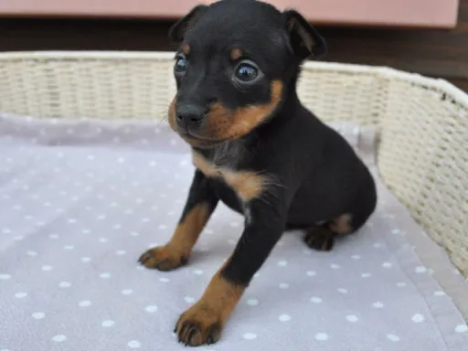 ミニチュア・ピンシャーのサムネイル画像3