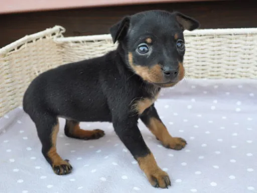 ミニチュア・ピンシャーのサムネイル画像5