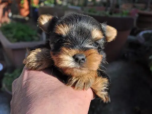 ヨークシャー・テリアの子犬販売