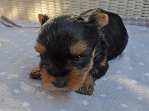 ヨークシャー・テリアのサムネイル画像5