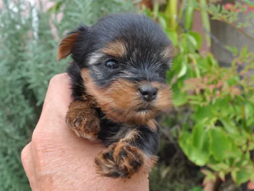 ヨークシャー・テリアの子犬販売