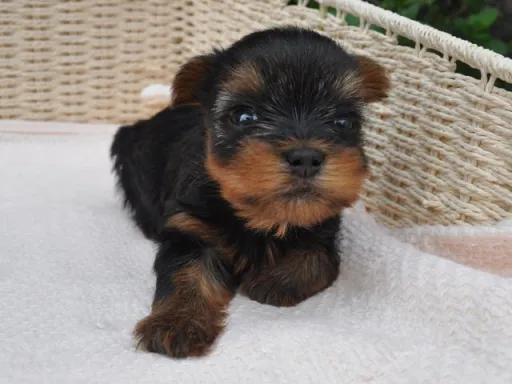 ヨークシャー・テリアの子犬販売